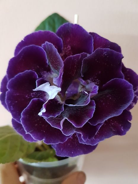 54-3 - gloxinia 2018