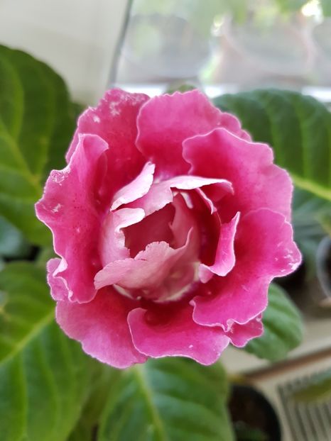73-1 - gloxinia 2018