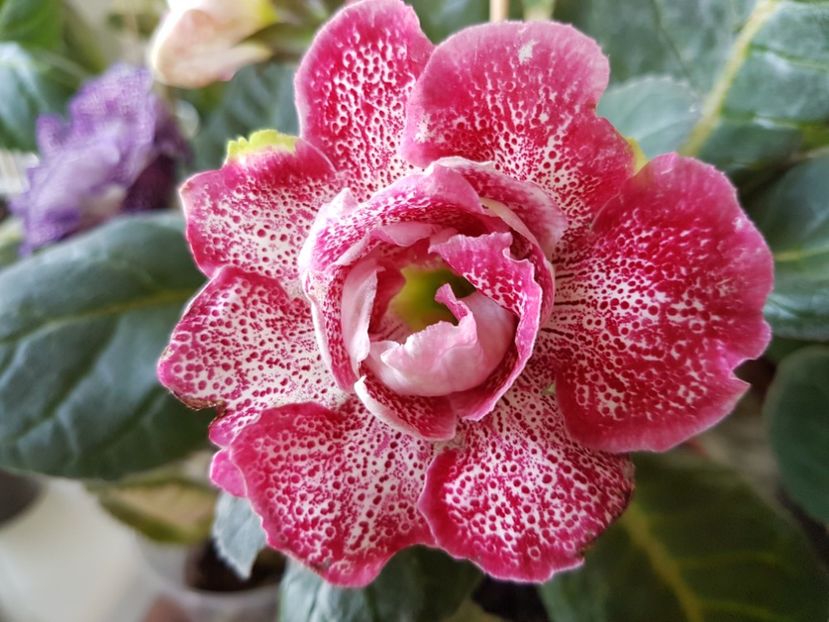 5-2 - gloxinia 2018