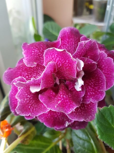 69-2 - gloxinia 2018