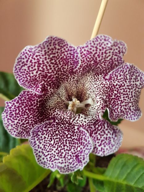 Tv sic - gloxinia 2018