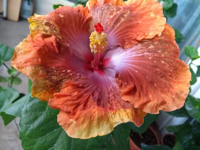  - Tahitian Sophistication