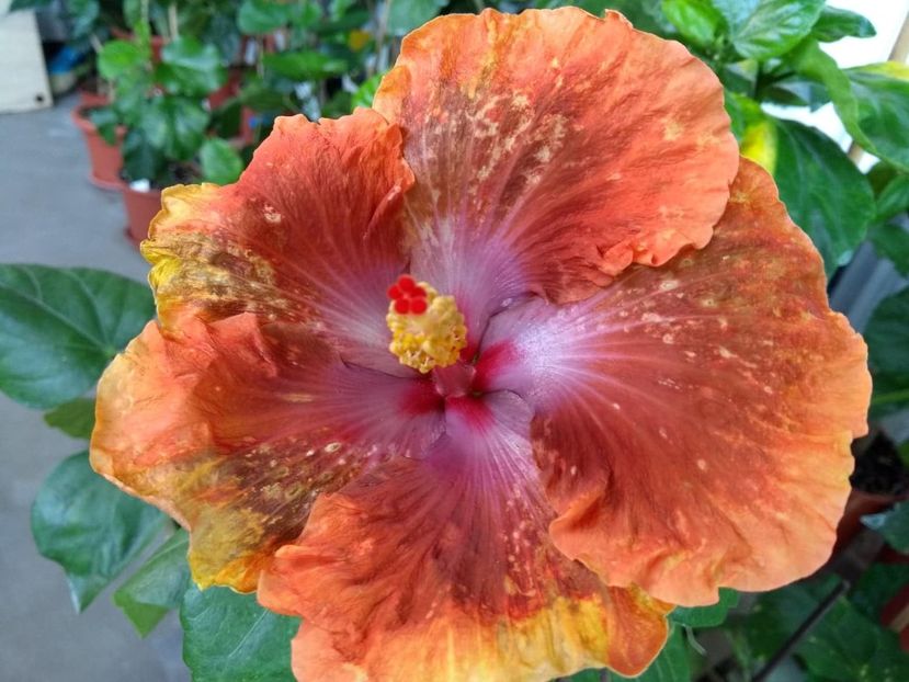  - Tahitian Sophistication