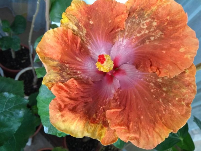  - Tahitian Sophistication