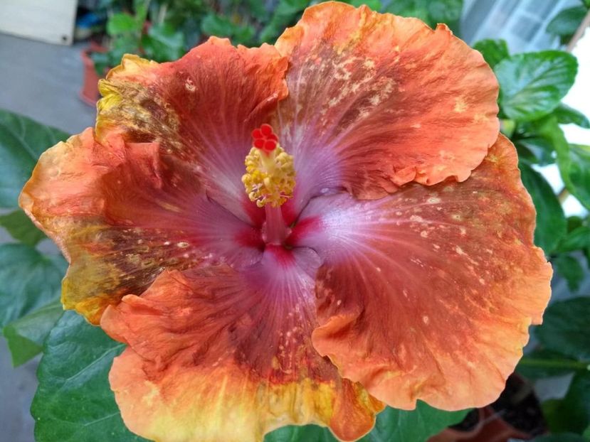  - Tahitian Sophistication