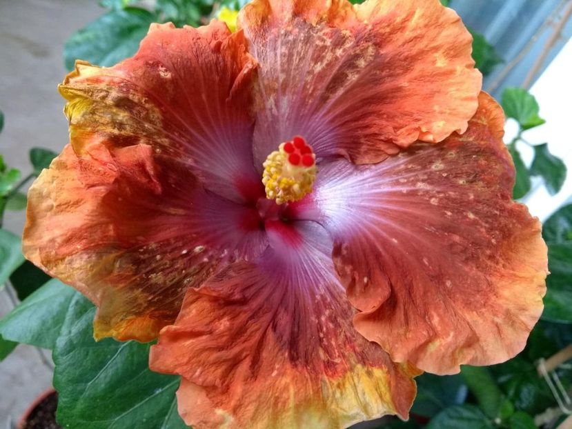  - Tahitian Sophistication