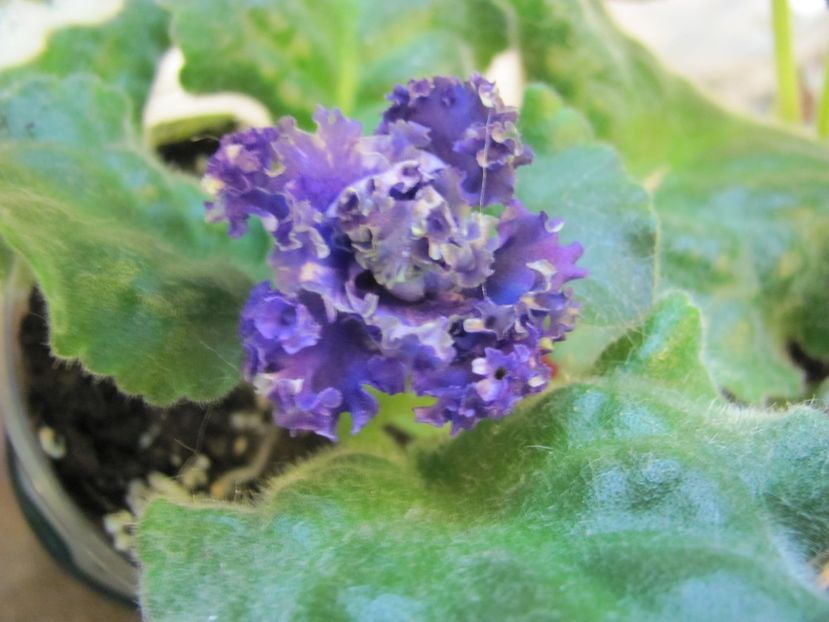  - ZZRS Pucina Marskaya