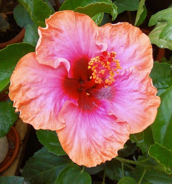  - Hibiscus Erin Rachel