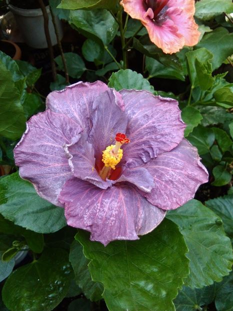  - Hibiscus Tahitian Purple Sovereign