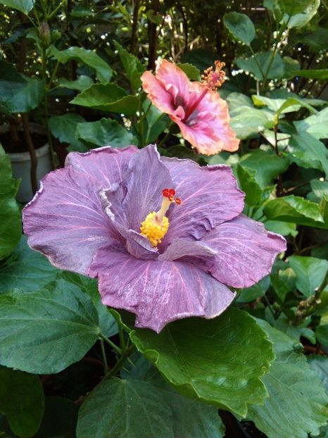  - Hibiscus Tahitian Purple Sovereign