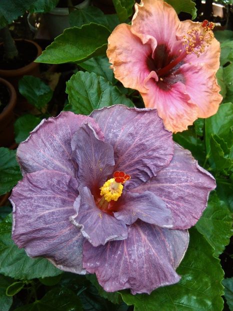 I-au apărut petale duble..... - Hibiscus Tahitian Purple Sovereign