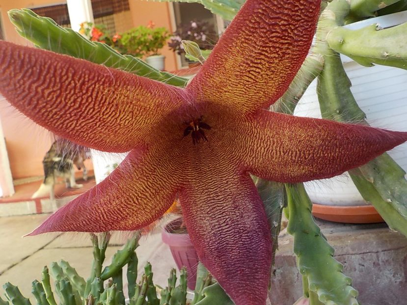  - Genul Stapeliade