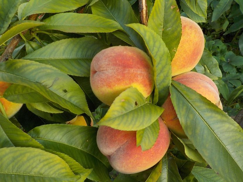  - Piersici din gradina