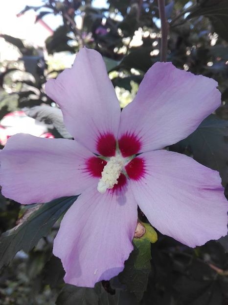  - hibiscus