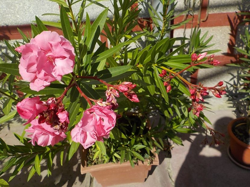  - roseum plenum 21