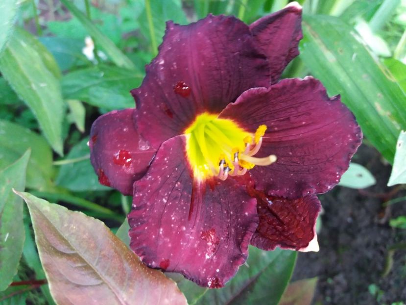 H.Cinderella's Dark Side-Multumesc Floralia! - Gradina 2018