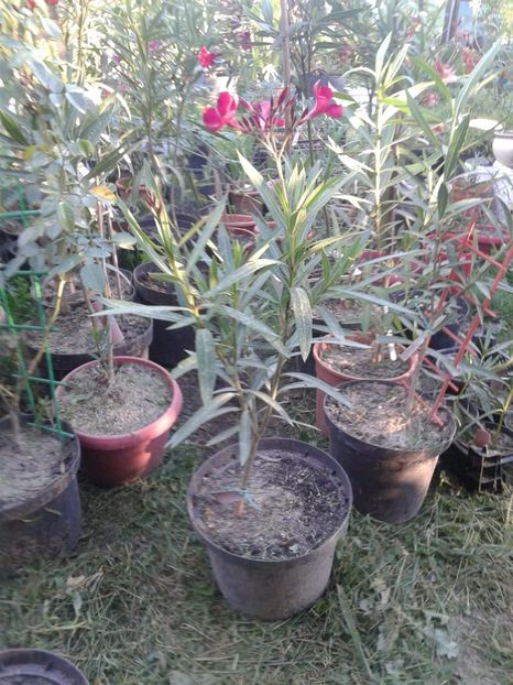 leandrii cu flori rosii, parfumate - w Produse livrate