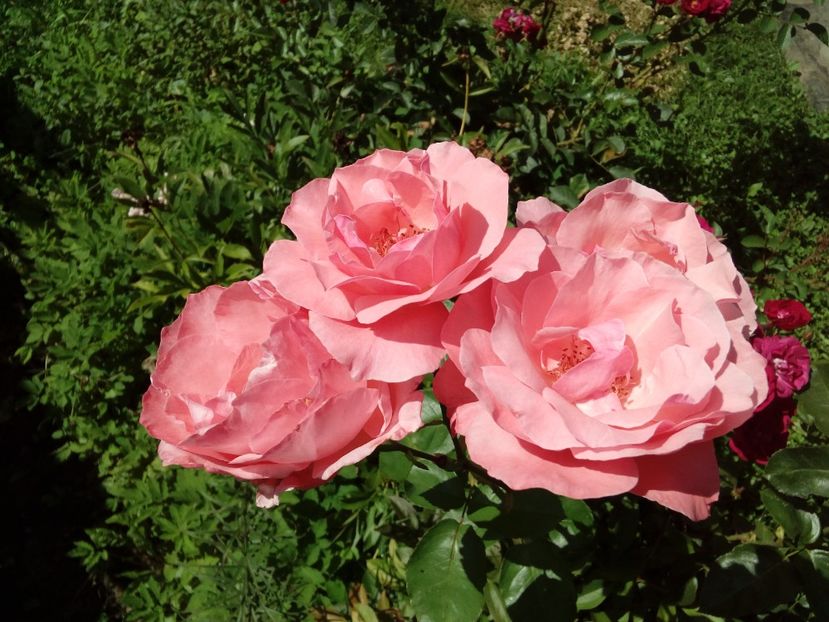  - TRANDAFIRI 2018-2019