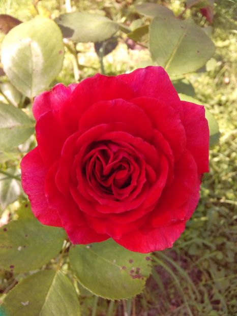  - TRANDAFIRI 2018-2019