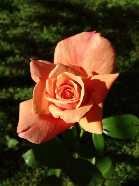  - TRANDAFIRI 2018-2019