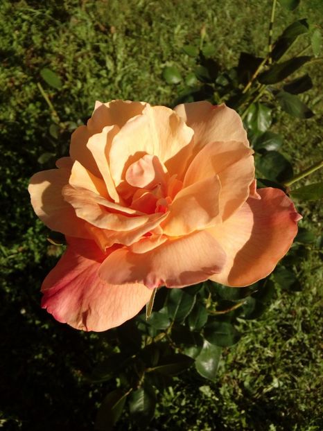  - TRANDAFIRI 2018-2019