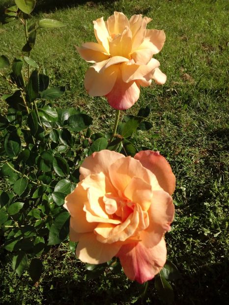  - TRANDAFIRI 2018-2019