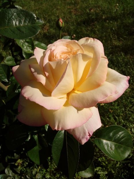  - TRANDAFIRI 2018-2019