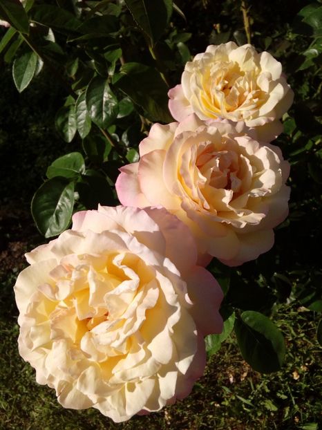  - TRANDAFIRI 2018-2019