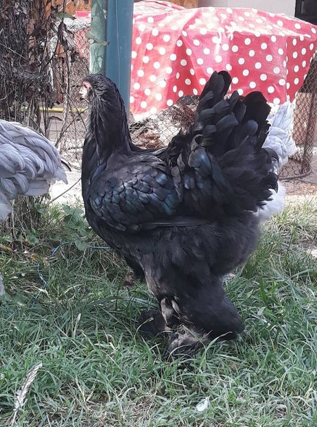  - Brahma negru pentru 2019