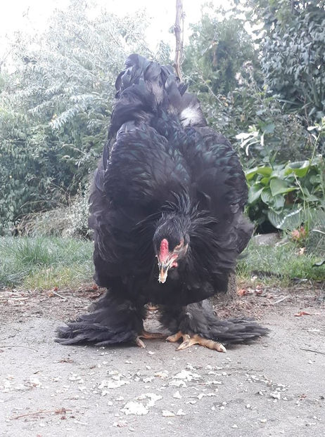  - Brahma negru pentru 2019