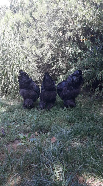  - Brahma negru pentru 2019