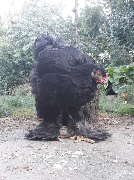  - Brahma negru pentru 2019