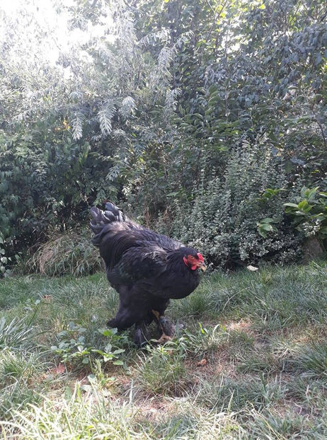  - Brahma negru pentru 2019