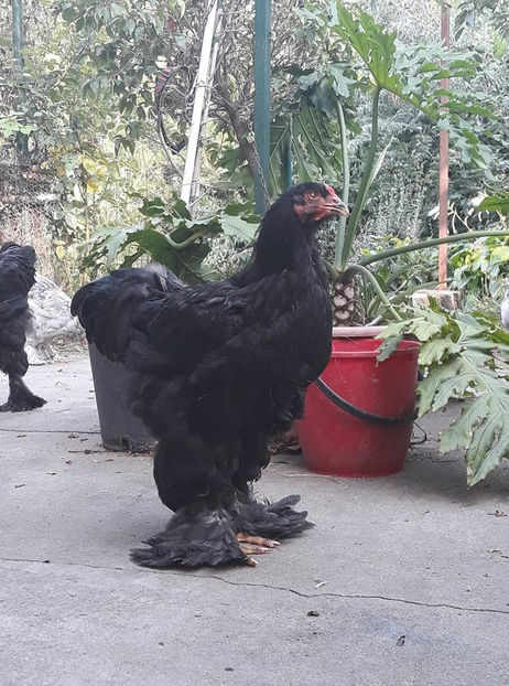  - Brahma negru pentru 2019