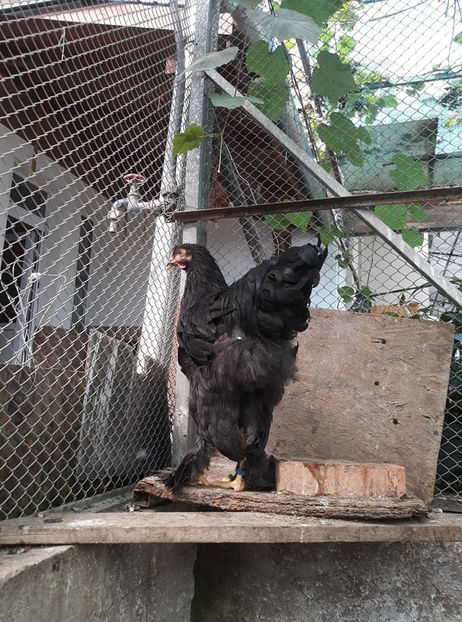  - Brahma negru pentru 2019