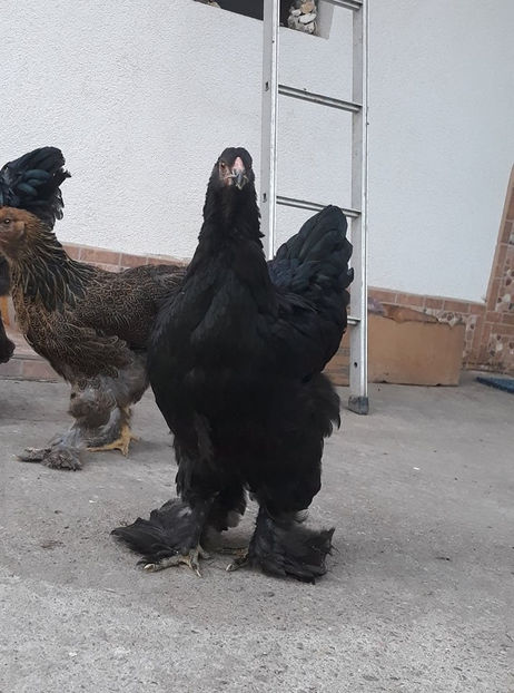  - Brahma negru pentru 2019