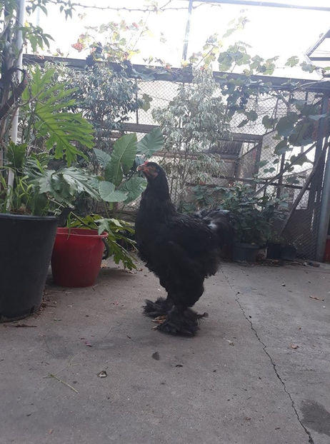  - Brahma negru pentru 2019