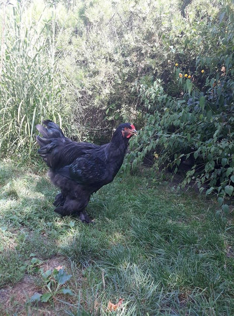  - Brahma negru pentru 2019