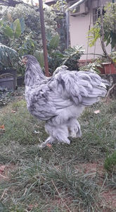  - Brahma albastru pentru 2019