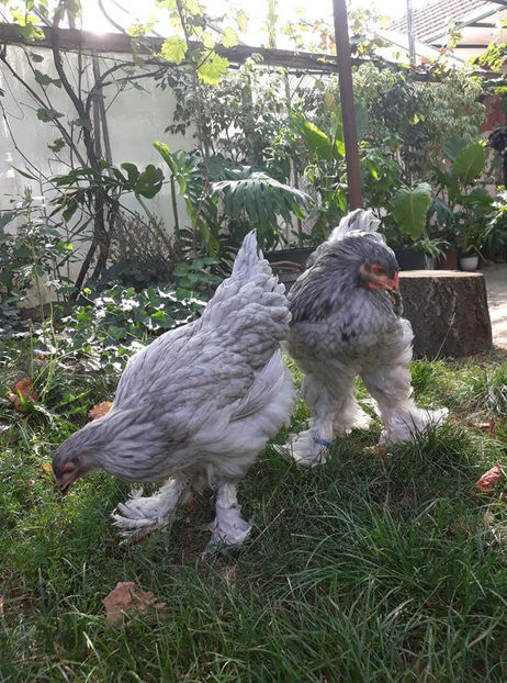  - Brahma albastru pentru 2019