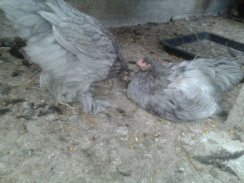  - Brahma albastru pentru 2019