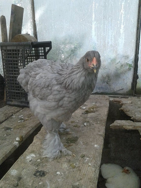  - Brahma albastru pentru 2019