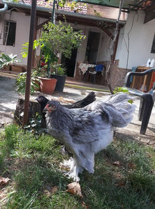  - Brahma albastru pentru 2019