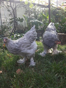  - Brahma albastru pentru 2019