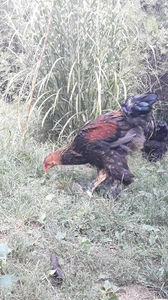  - Brahma potarnichiu pe negru pentru 2019