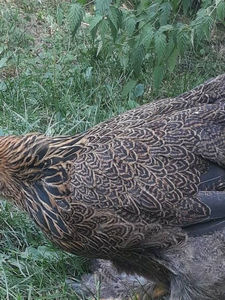  - Brahma potarnichiu pe negru pentru 2019