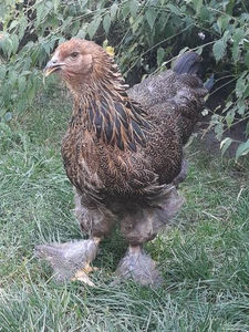  - Brahma potarnichiu pe negru pentru 2019