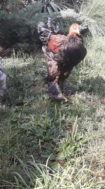  - Brahma potarnichiu pe negru pentru 2019