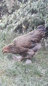  - Brahma potarnichiu pe negru pentru 2019