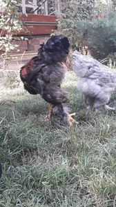  - Brahma potarnichiu pe negru pentru 2019